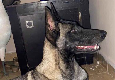 Investigan muerte por envenenamiento de perrita en Ometepec