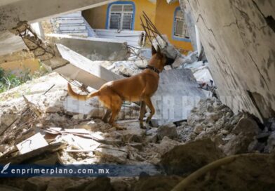 Entrenan a agentes caninos de rescate en casas colapsadas por la falla geológica en Chilpancingo