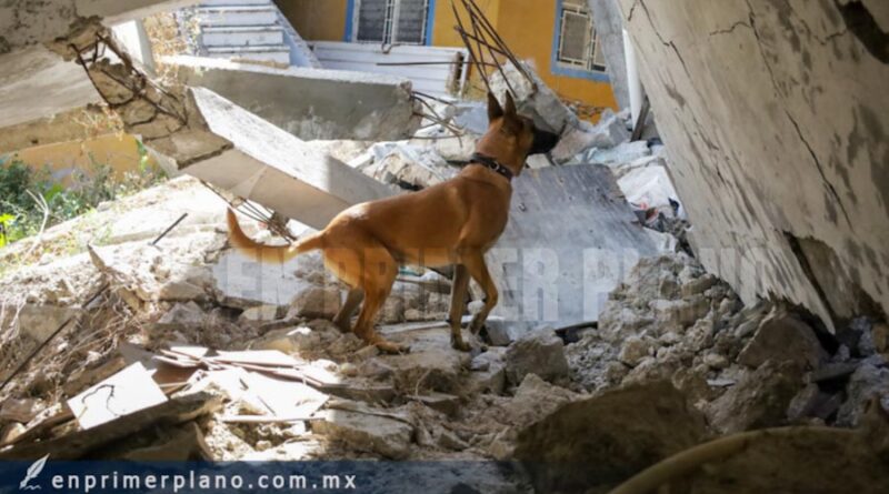 Entrenan a agentes caninos de rescate en casas colapsadas por la falla geológica en Chilpancingo