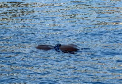 Hallan a mujer ahogada en playa Manzanillo