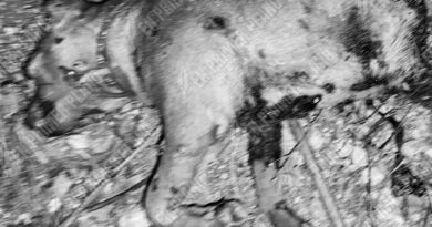 Denuncian la muerte de un perro a balazos en San Marcos