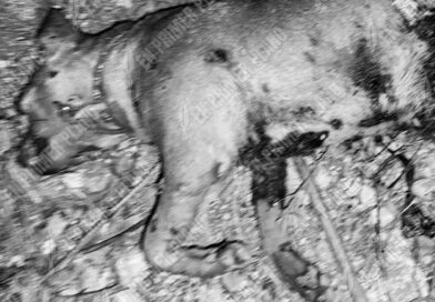 Denuncian la muerte de un perro a balazos en San Marcos