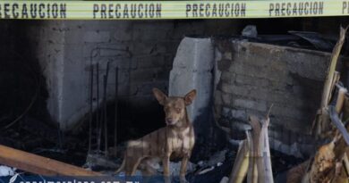 Mascota de la familia Román Cuica aún los espera entre las cenizas
