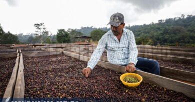 De la Sierra de Atoyac a la taza en la ciudad, la tradición del café orgánico
