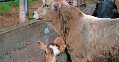 Reporta Senasica en Guerrero 80 casos activos de gusano barrenador; Chilpancingo registra tres