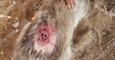 Gusano barrenador está afectando mascotas en Acapulco, alertan expertos