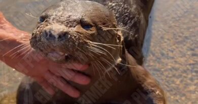 Denuncian pobladores de Omitlán hallazgo de una nutria muerta