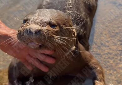 Denuncian pobladores de Omitlán hallazgo de una nutria muerta