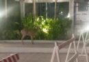 Se escapa de nuevo un venado del Club de Golf en Acapulco