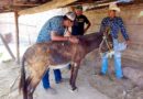 Rescata la Propaeg a un burro por maltrato en Chilpancingo