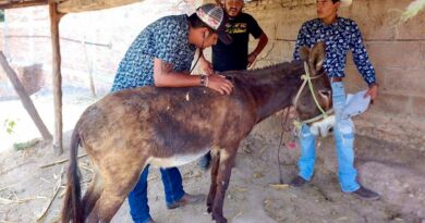 Rescata la Propaeg a un burro por maltrato en Chilpancingo