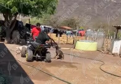 Denuncian asesinato de un perro a balazos con escopeta en Coyuca de Catalán; piden la intervención de las autoridades