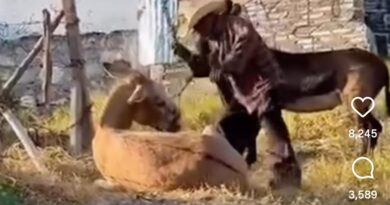 Denuncia Cuacolandia maltrato a dos burros en Chilpancingo