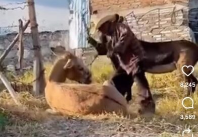 Denuncia Cuacolandia maltrato a dos burros en Chilpancingo