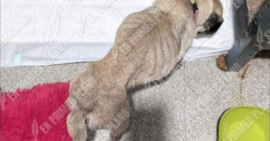 Autoridades de Chilpancingo no sancionan el maltrato animal, denuncia rescatista