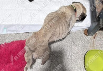 Autoridades de Chilpancingo no sancionan el maltrato animal, denuncia rescatista