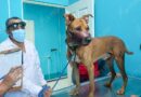 Rescata el gobierno de Acapulco a perro en situación de maltrato, otro murió