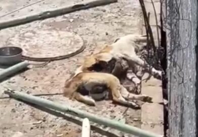 Muere un perro por abandono en Chilapa; autoridades rechazan intervenir