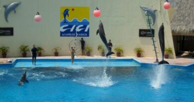 Descarta nuevo Cici AquaPark shows de delfines; adaptará foro para conciertos