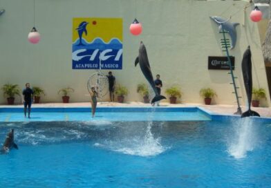 Descarta nuevo Cici AquaPark shows de delfines; adaptará foro para conciertos