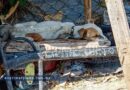 Rescatan a perro víctima de maltrato extremo en Chilpancingo