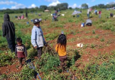 Alerta Tlachinollan por aumento de migración infantil en la Montaña