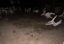 Dos muertos y tres heridos en pelea de gallos en Copala; y hoy matan a un médico en Marquelia