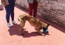 Rescata Propaeg a una perra de maltrato animal en Chilpancingo