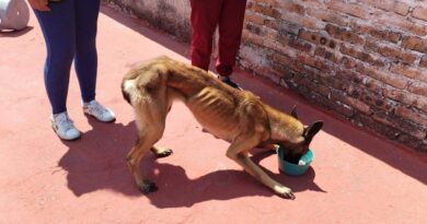 Rescata Propaeg a una perra de maltrato animal en Chilpancingo