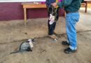Critican en redes al tradicional “Baile del Ratón” debido al maltrato animal en la Montaña
