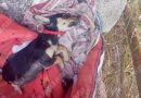 Denuncia activista omisión ante crueldad y maltrato animal en Chilpancingo