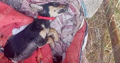 Denuncia activista omisión ante crueldad y maltrato animal en Chilpancingo