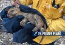 Rescatan a un jaguarundi en incendio de Iguala