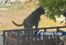 Denuncian maltrato animal en Chilpancingo; mantienen amarrados a un perro y un gato a la intemperie