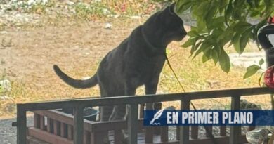 Denuncian maltrato animal en Chilpancingo; mantienen amarrados a un perro y un gato a la intemperie