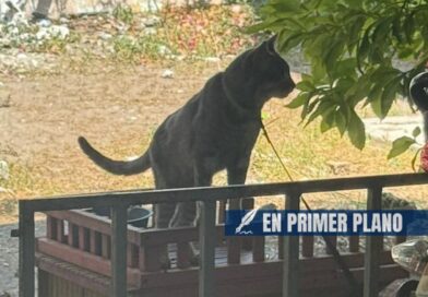 Denuncian maltrato animal en Chilpancingo; mantienen amarrados a un perro y un gato a la intemperie