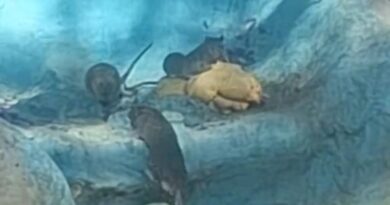 Denuncian plaga de ratas en el área de felinos del zoológico Zoochilpan