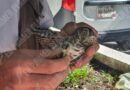 Rescata Zoochilpan y la Profepa un búho que cayó en el patio del IMSS de Chilpancingo