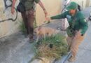 Rescatan a un perro amarrado a un poste de la CFE en Acapulco