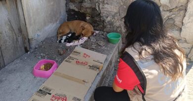 Rescatan a perrita y sus cachorros en San Antonio