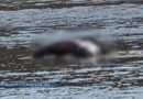 Hallan cadáver de un hombre en estado de descomposición en el río Balsas en Tepecoacuilco