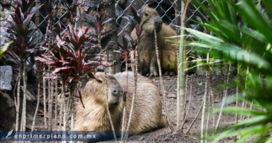 Llega “Capirucha” al Zoochilpan y atrae a cientos de visitantes este fin de semana