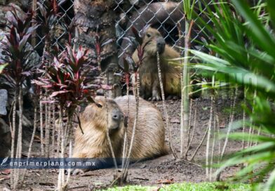 Llega “Capirucha” al Zoochilpan y atrae a cientos de visitantes este fin de semana