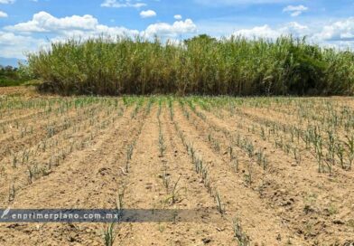 Gobierno estatal no tiene aún cifras definitivas de hectáreas de maíz perdidas por sequía