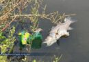 Reportan mortandad de peces por altas temperaturas en Barra Vieja