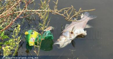 Reportan mortandad de peces por altas temperaturas en Barra Vieja