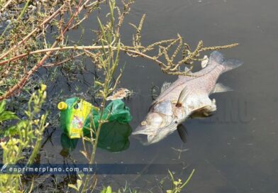 Reportan mortandad de peces por altas temperaturas en Barra Vieja