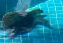 Recupera presencia la tortuga golfina en playas de Acapulco