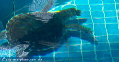 Recupera presencia la tortuga golfina en playas de Acapulco
