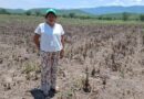 Por sequía se pierden cultivos de maíz en 53 municipios de Tierra Caliente, Zona Norte y Costa Chica